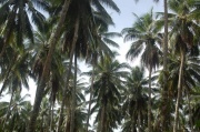 Papua - morze palm