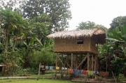 Papua - dom