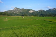 Toraja - pola ryzowe 1
