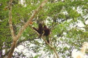 Borneo - Pani orangutan 1