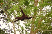 Borneo - Pani orangutan 2