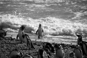 Patagonia - pingwiny 2