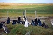 Patagonia - pingwiny 3