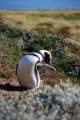 Patagonia - pingwiny 4