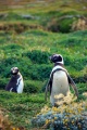 Patagonia - pingwiny 5
