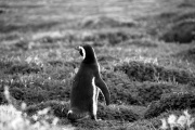 Patagonia - pingwiny 6
