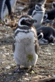 Patagonia - pingwiny 7