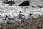 Patagonia - pingwiny 8